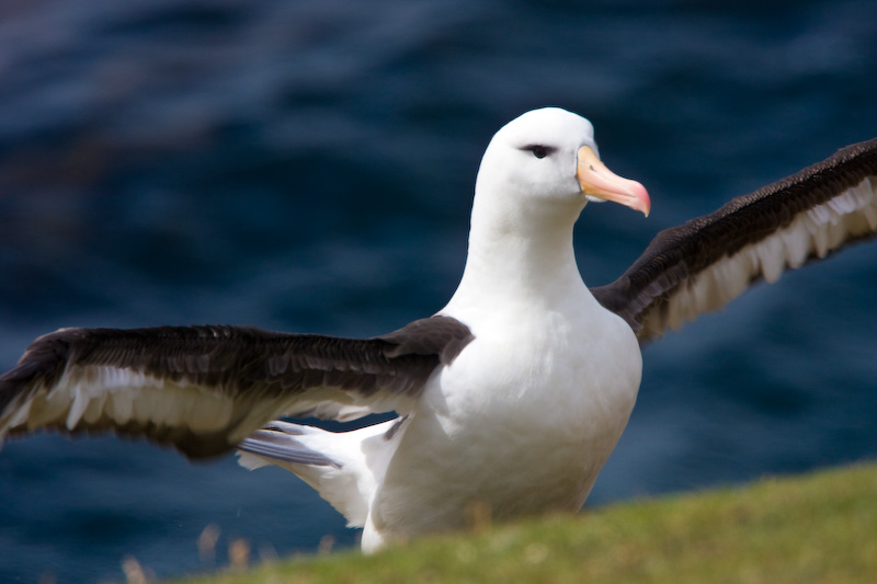 Black-Browed Albatross